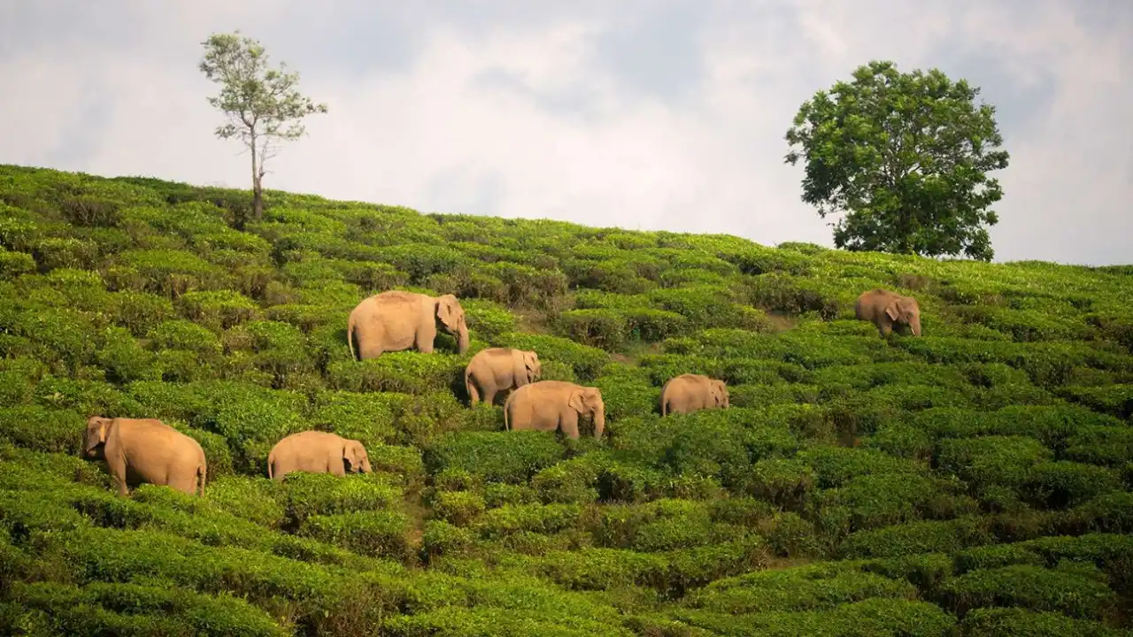 Valparai - The Land of Tea Plantations