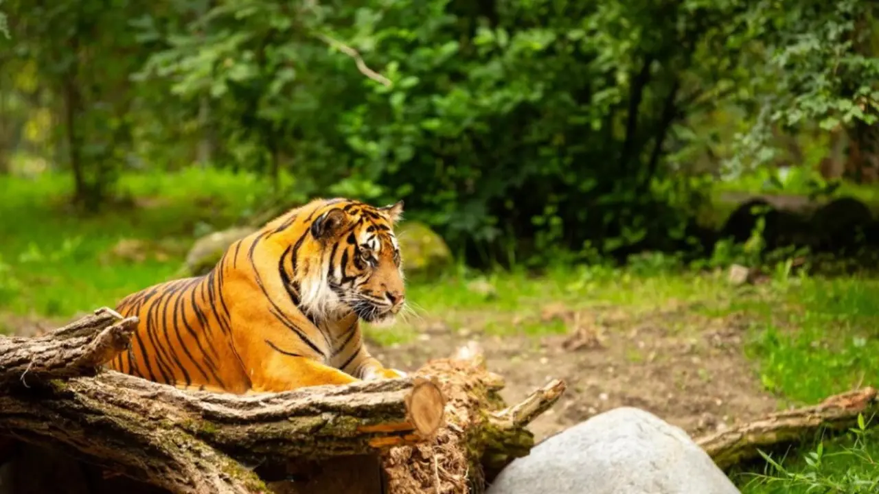 Parambikulam Tiger Reserve - Nature at Its Best