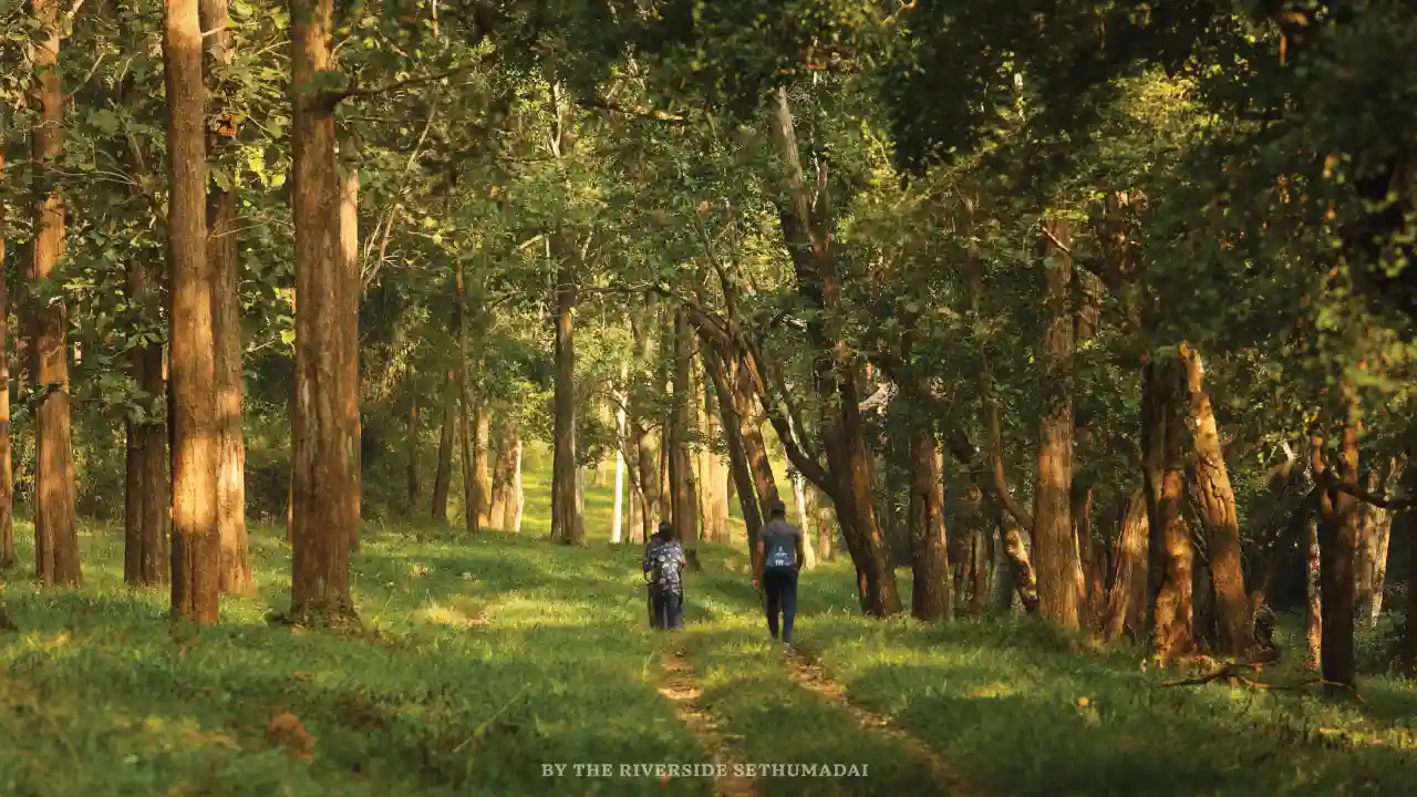 Nature Walks Near Sethumadai